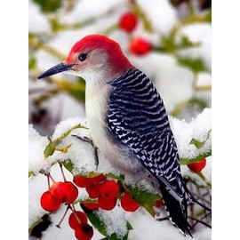 5D DIY Diamond Painting by Numbers Kits Fameless Rhinestone Embroidery Painting Pictures DIY Diamond Art Diamonds Paitning Kit for Adults Diamond Embroidery Mosaic Christmas Bird 30 x 40 cm