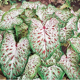 Dwarf Gingerland Caladium - White with Red Marks - Top Size Roots - Hardy in Zones 9-11 - Compact Foliage for Gardens and Containers