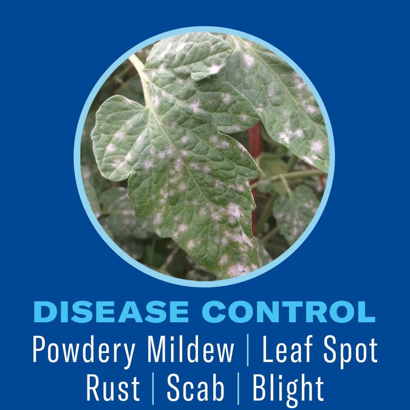 BioAdvanced Houseplant Insect & Mite Control, Ready-to-Use Fungul Disease &