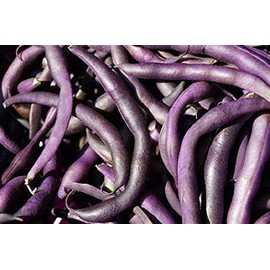 Royal Burgundy Bush Bean Seeds - 200 Count Seed Pack - Non-GMO - Eye-catching and Quick to Pick, These Beans are a Great Addition to Any Garden. - Country Creek LLC