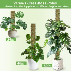 60"/40"/24" Metal Moss Pole, D Shape Sphagnum Moss Pole, Moss Poles for Climbing Plants, Moss Pole for Plants Monstera, Indoor Climbing Plants, Moss Poles Kit (2 Each of 60" 40" 24")