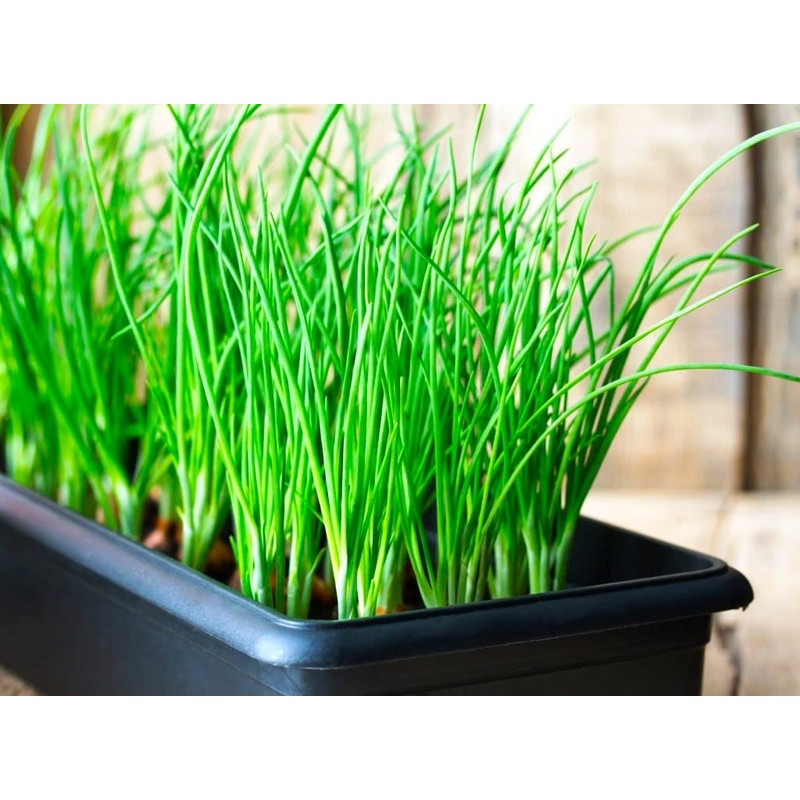 Bunching Green Onion Seeds Scallions About 300 Non-GMO Seeds for