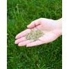 Twin City Seed Co. 'Blue Envy' Kentucky Bluegrass Blend, Drought