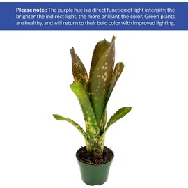 ragnaroc Live Plants – Bromeliad Billbergia Hallelujah 'Pup', 6-12" - 1ct - Live Arrival Guaranteed - House Plants for Home Decor & Gift