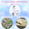 DOLL EYELASH + DOLL EYELASH+ Eyelash Serum, Placenta Extract Main