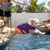 Queenmore Dog Life Jacket,Dog Life Vest for Swimming Boating,Life Jackets