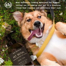 ​​Muse Apothecary Pet Ritual Foaming Waterless Shampoo for Dogs, Waterless Dog Shampoo Foam, No Rinse Dog Shampoo, Waterless Dog Shampoo for Large Dogs - Essential Oils Infused, 11.5oz Oatmeal + Mango
