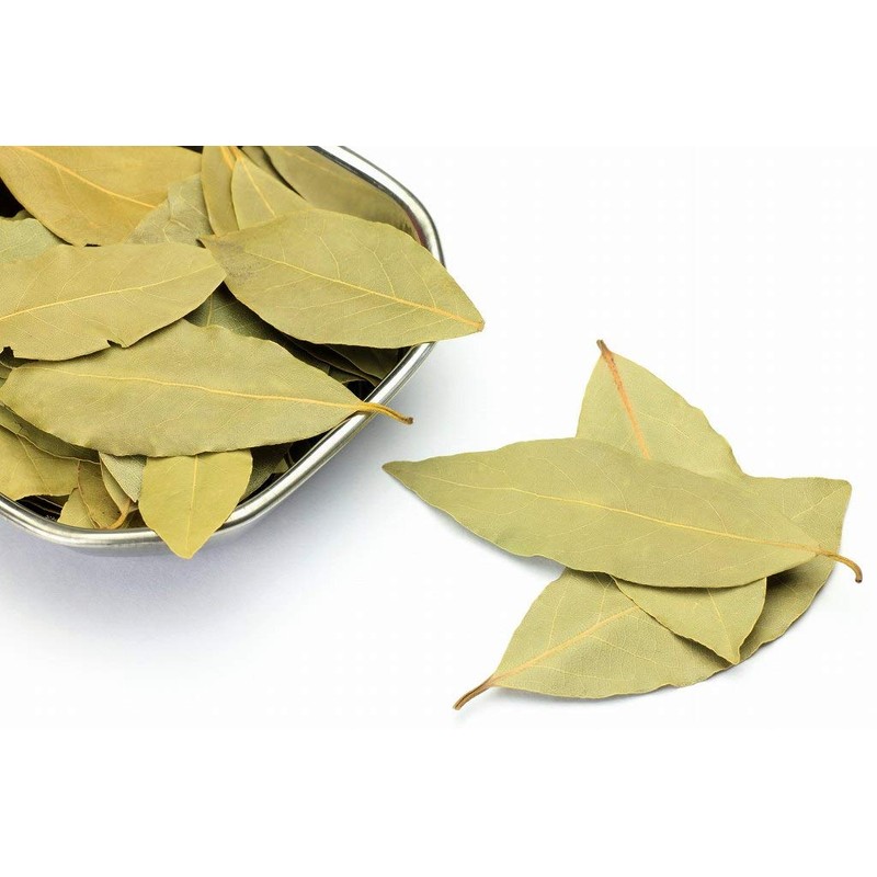 Hanamidori Laurel Seedling 4.1 inch (10.5 cm) Pot, 1 Strain