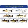 Express Yourself Catfish Family Ident-I-Card - Freshwater Fish Identification Card