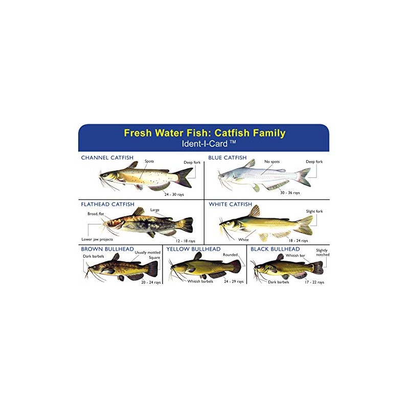 Express Yourself Catfish Family Ident-I-Card - Freshwater Fish Identification Card