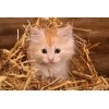CZ Grain Natural Wheat Straw - 1 LB Dry Straw,