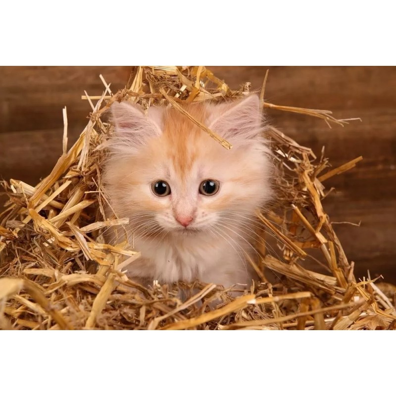CZ Grain Natural Wheat Straw - 1 LB Dry Straw,