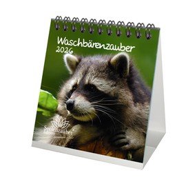 Raccoon Magic Desk Calendar 10 cm x 10 cm for 2026 Raccoons – Gift Set Contents: 1 x Calendar, 1 x Christmas Pendant, 1 x Greeting Tag (Total 3 Pieces)