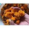 Leaning Tree Micro-Farm Naturally Dried Scotch Bonnet Peppers-Yellow- 1 oz.