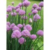 600 Common Chive Seeds for Planting Non GMO 1 gram