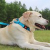 Joytale Martingale Collar for Dogs, Reflective Heavy Duty for Safety,
