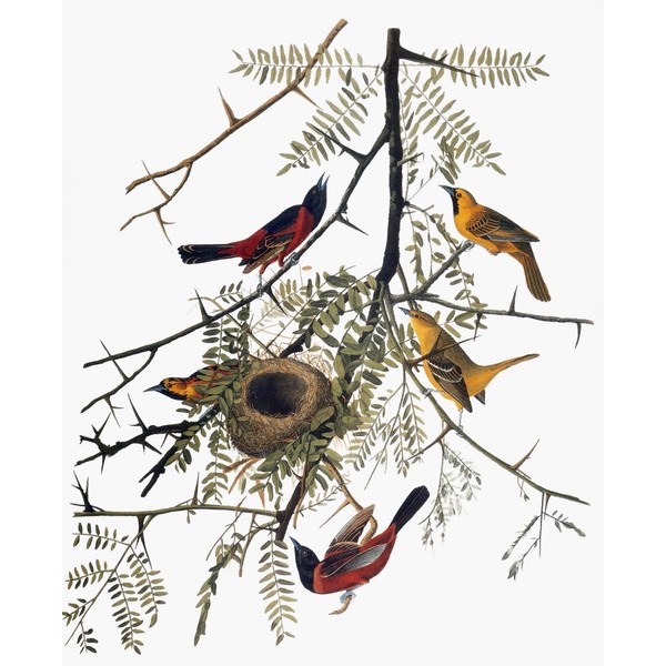 Audubon Oriole Norchard Oriole (Icterus Spurius) From John James AudubonS