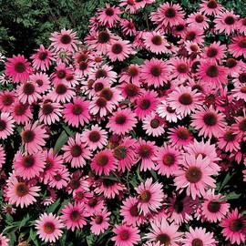 Park Seed Bravado Purple Coneflower Seeds - Pack of 500 Seeds, Vibrant Rosy-Pink Blooms, Attracts Pollinators, Long-Blooming, Heat and Drought Tolerant, Perfect for Garden Borders and Meadows