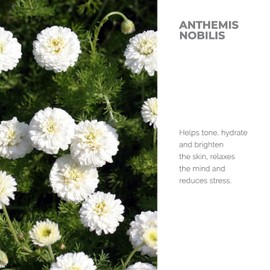 Alteya Organic Chamomile Water 500 ml - USDA Certified Organic Flower Water, Steam Distilled from Fresh Anthemis Nobilis Flowers - Hydrating, Soothing and Soothing