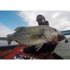 Berkley Max Scent Pultale 4.2" Camo PBMSPT4.2-C Black Bass Rockfish