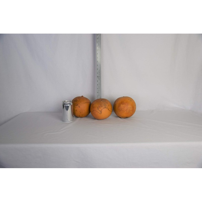 Box of 3 Dried Cannonball Gourds - 5" Diameter, Ready