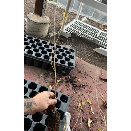 Bountiful Garden Nursery Pakistan Long Mulberry Tree - Live Plant – Morus Macroura