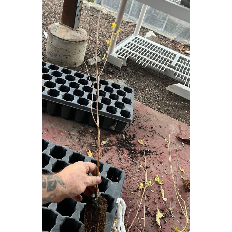 Bountiful Garden Nursery Pakistan Long Mulberry Tree - Live Plant