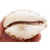 Large Purple Top Tiger Cowrie Shells Seashell 3" Beach Crafts