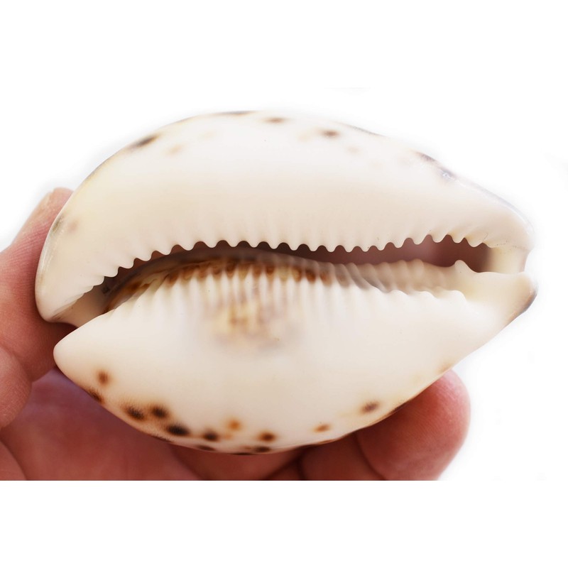 Large Purple Top Tiger Cowrie Shells Seashell 3" Beach Crafts