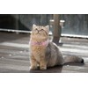 WDPAWS Heart Bling Cat Collar with Safety Belt and Bell