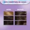 Koleston Tinte Permanente 41 Castaño Medio Cenizo Enigmatico | Crema,