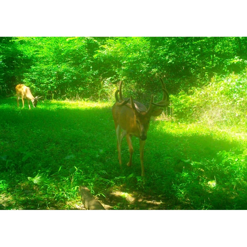 Hightower Products HD 200 Deer Mineral by Hightower Products (20