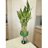 Lucky Bamboo 10 LUCKY BAMBOO PLANTS 4" Free Butterfly Stake,