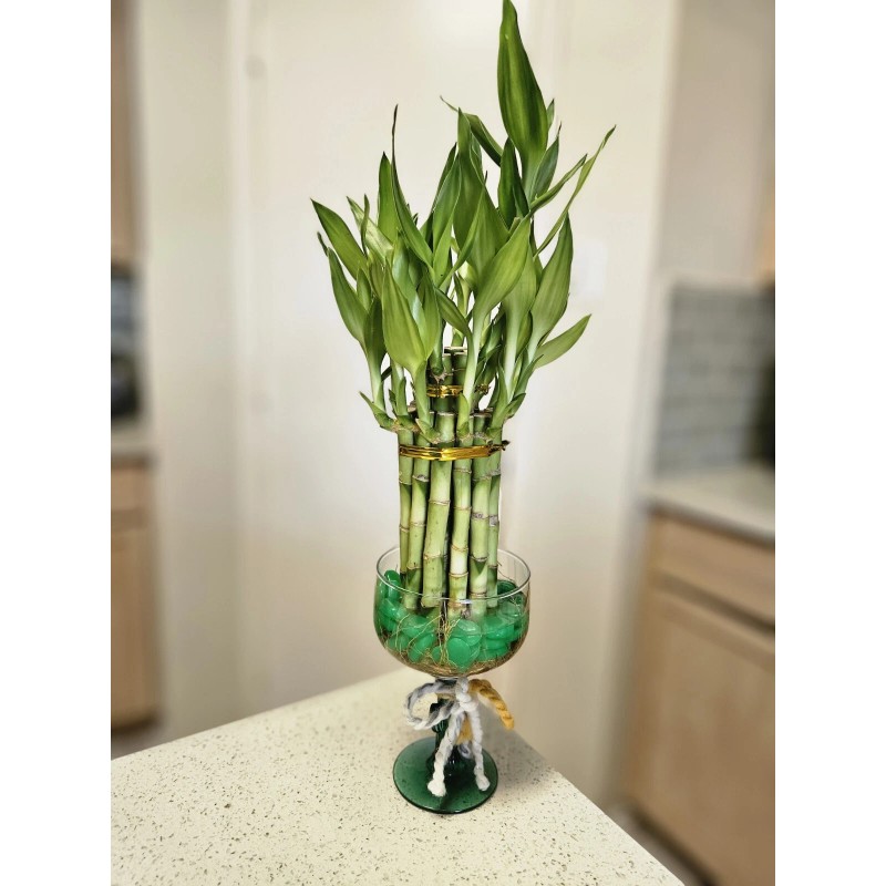 Lucky Bamboo 10 LUCKY BAMBOO PLANTS 4" Free Butterfly Stake,