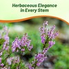 Outsidepride Germander Herb Seeds - 500 Pcs Perennial, 18-Inch Tall,