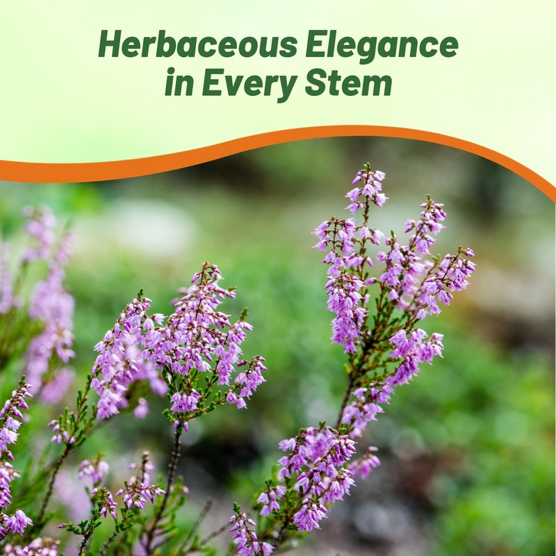 Outsidepride Germander Herb Seeds - 500 Pcs Perennial, 18-Inch Tall,