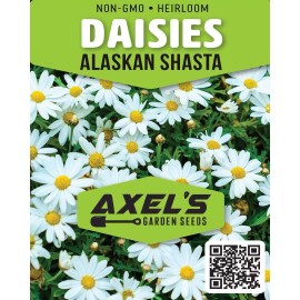 Axel's Garden Seeds Alaska Shasta Daisy Seeds | Non-GMO | Heirloom | 2nd Year Maturity Perennial - 50 Seeds