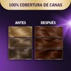 Koleston Tinte Permanente 55 Caoba Claro | Crema, Cabello normal