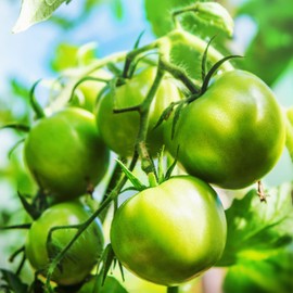 Tomato Seeds - Evergreen - 300 Mg Packet ~70 Seeds - Solanum lycopersicum - Non-GMO, Heirloom - Farm & Vegetable Garden