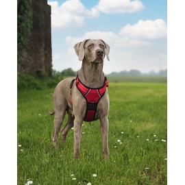 lionto Padded Dog Harness, Soft Nylon, Size XL, Reflective Anti-Pull Harness for Dogs with 2 Rings and 4 Adjustment Straps, Two Click Fasteners & Rubberised Handle on the Back, Red