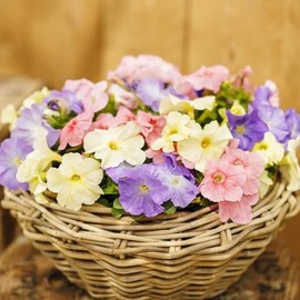 Petunia Seeds - Limbo GP Pastel Mix - Packet - Mixed Flower Seeds, Hybrid Seed Attracts Bees, Attracts Butterflies, Attracts Hummingbirds, Attracts Pollinators, Easy to Grow & Maintain, Fast