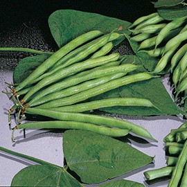 Park Seed Organic Blue Lake 274 Bush Bean Seeds – Heirloom Variety, Tender 5.5-Inch Pods, Compact Growth for Containers, High Yield, Classic Flavor, Self-Pollinating and Nitrogen Fixing – Pack of 100