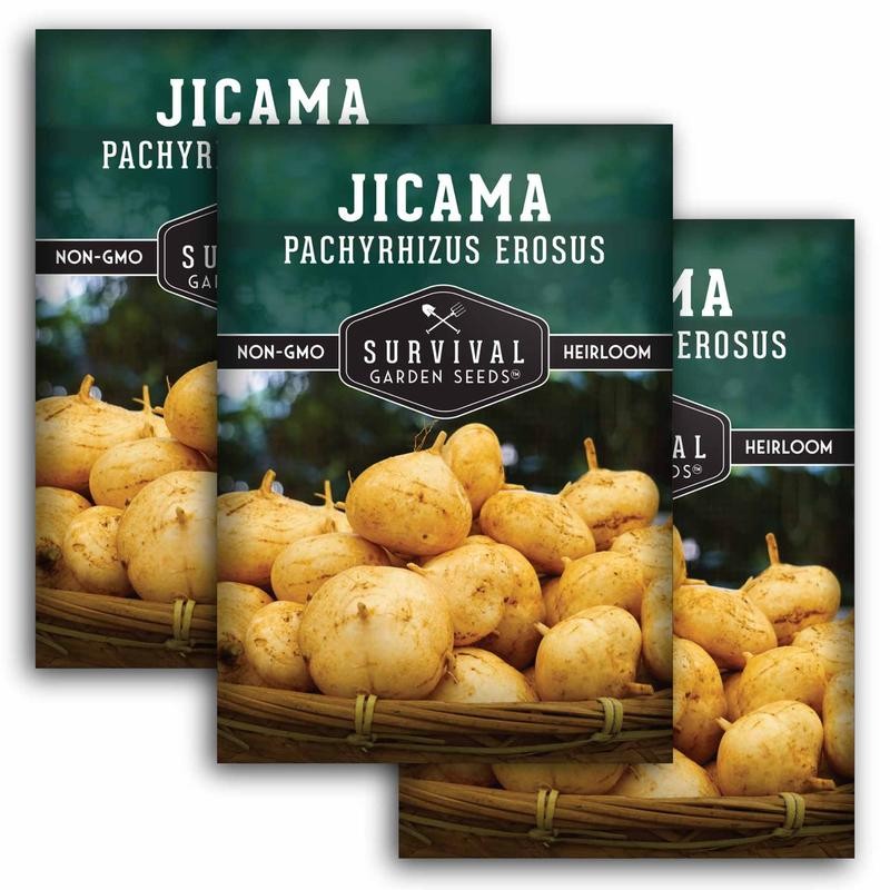 Jicama Seeds - Drought Resistant Mexican Turnip - Size: 5