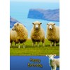 Sheep Birthday Card