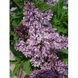 Green Promise Farms Syringa PATULA `Miss Kim` (Lilac) Shrub, 3-Size Container, Lavender Flowers