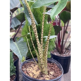 Alocasia Zebrina, Live Tropical Plant - Size, Overall Height: 2gal Pot, 24-27in