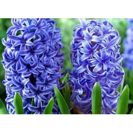 AWAD Hyacinth Absolute Pure Essential Oil - 30 ML + Free Carrier oil 10 ml