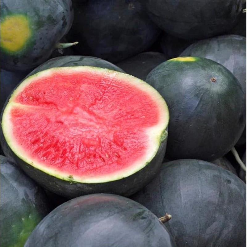 45 Watermelon Seeds - Giant - Black Diamond Heirloom -