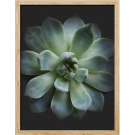 SIGNWIN Framed Desert Succulent Wall Art, Close Up Blue & Green Lily Pad Wall Decor Prints, Nature Wilderness Wall Décor for Living Room, Bedroom - 12"x16" Natural