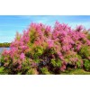 Fresh 50 Seeds Salt Cedar, Tamarix ramosissima